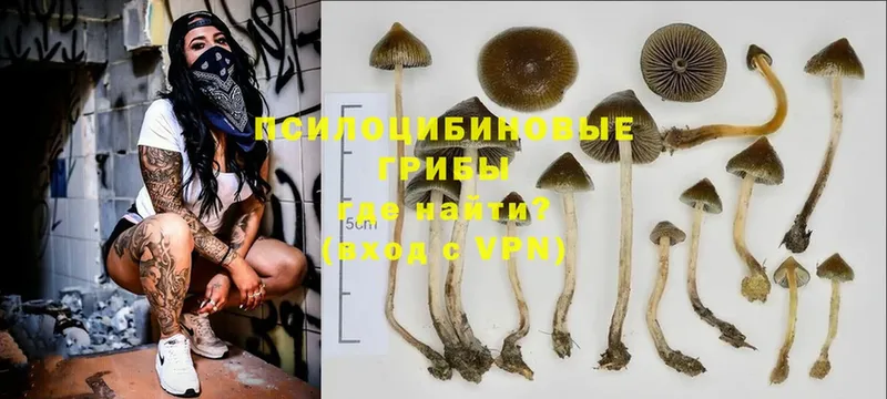 Псилоцибиновые грибы MAGIC MUSHROOMS  Отрадная 